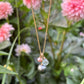 Tahitian Pearl Ocean Treasure Necklace